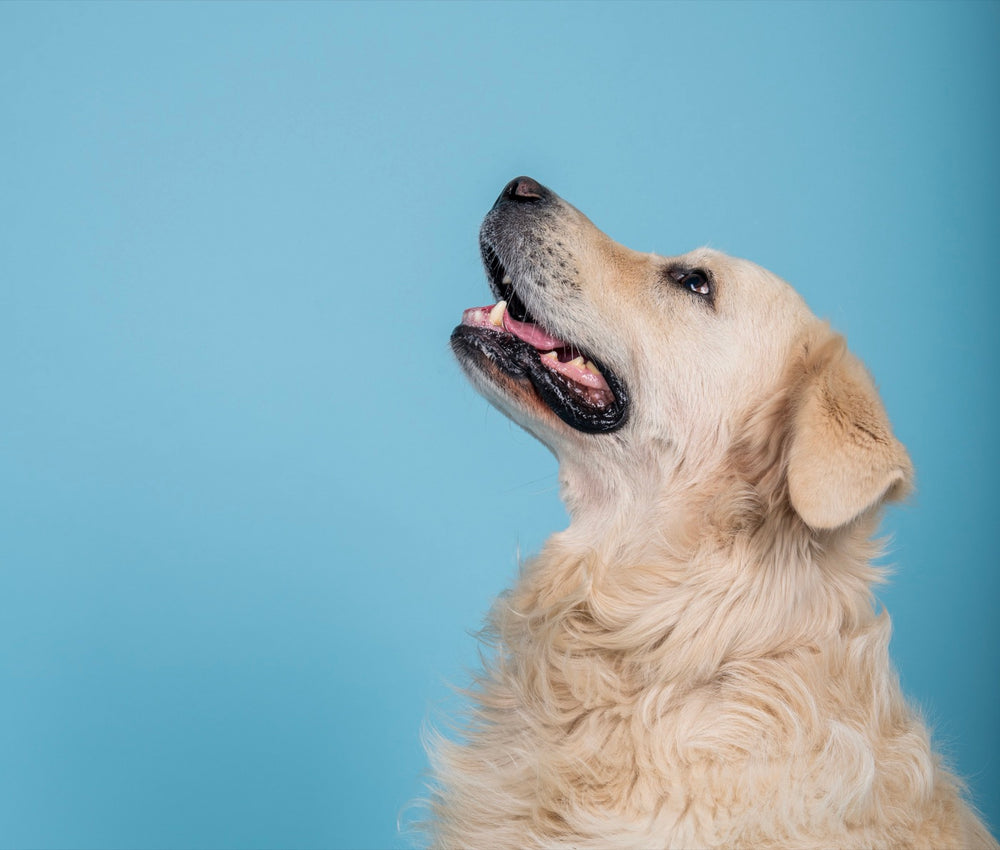 Golden retriever de profil sur fond bleu, en studio