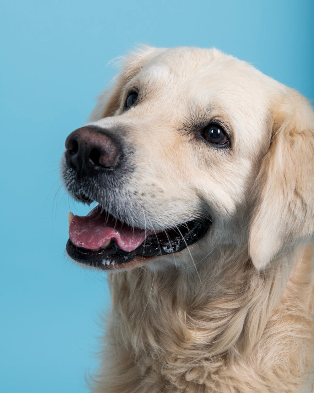 Golden retriever souriant sur fond bleu, en studio
