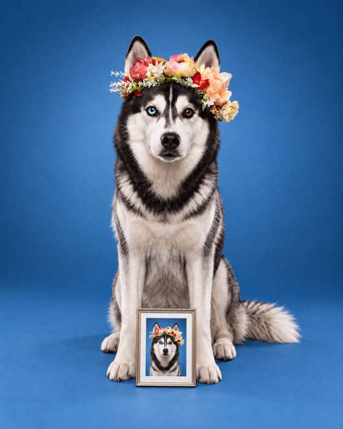Carte cadeau séance photo chien avec petit cadre 15×20 imprimé sur place — Doggies Studio