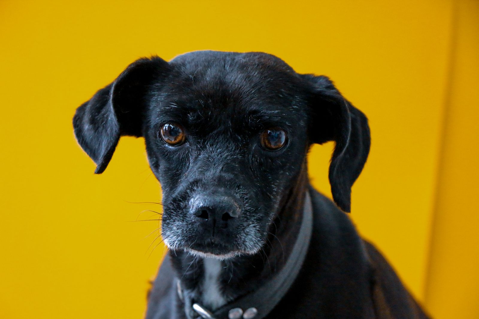 Carte cadeau Doggies Studio — chiot sur fond jaune