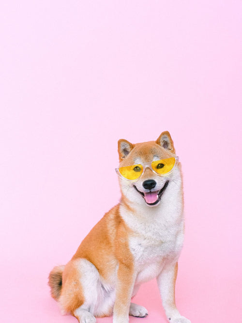 Shiba avec lunettes de soleil en studio — Doggies Studio