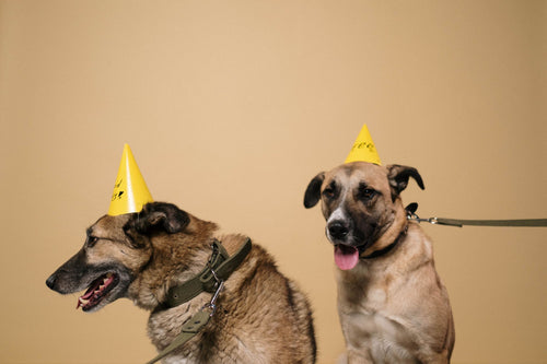 Deux chiens avec chapeaux de fête en studio — Doggies Studio