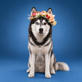 Carte cadeau shooting photo pour chien : husky avec couronne de fleurs en studio — Doggies Studio