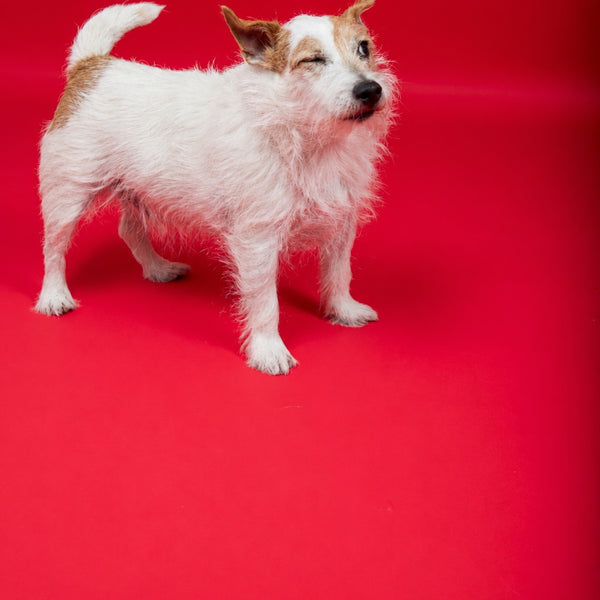 Jack Russell debout sur fond rouge, en studio