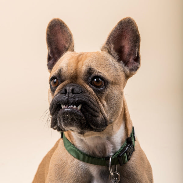Bouledogue français en portrait serré sur fond beige