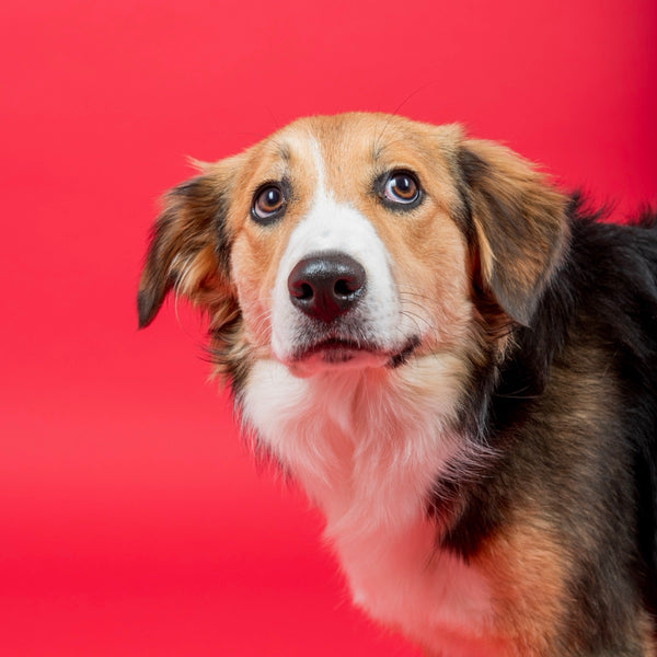 Border collie sur fond rouge, en studio