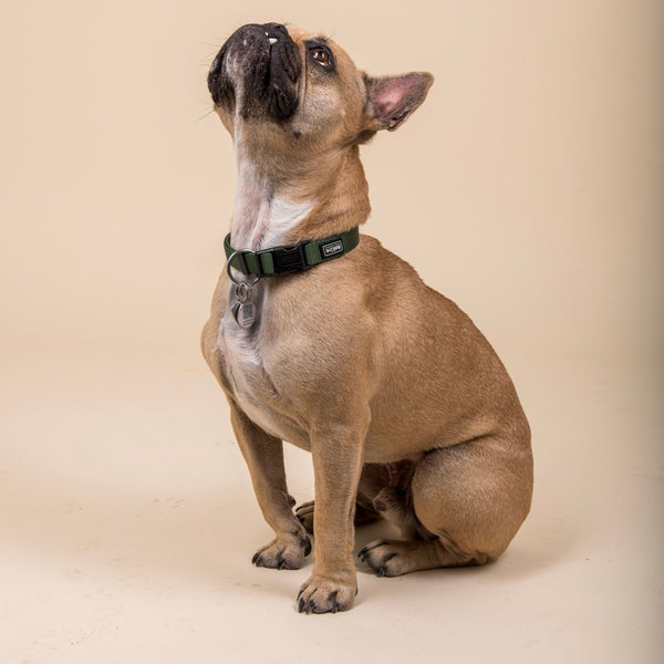 Bouledogue français assis qui regarde en l'air, fond beige