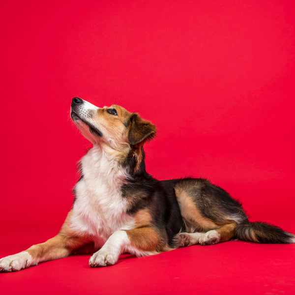Border collie couché sur fond rouge, en studio