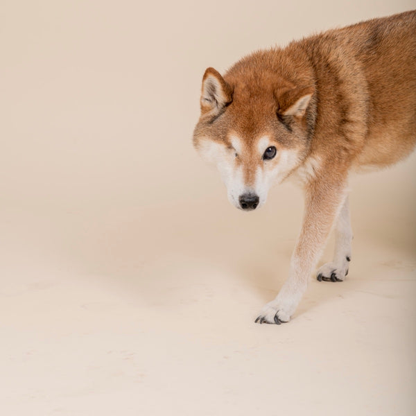 Shiba inu sur fond beige, en studio