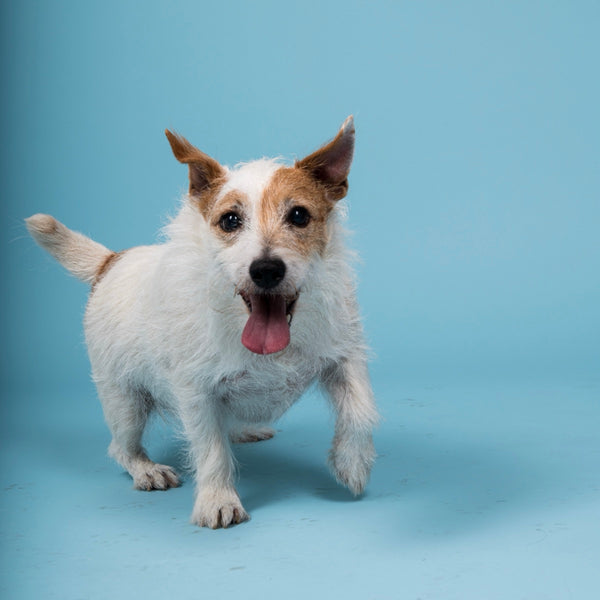 Jack Russell qui avance vers l'objectif, fond bleu