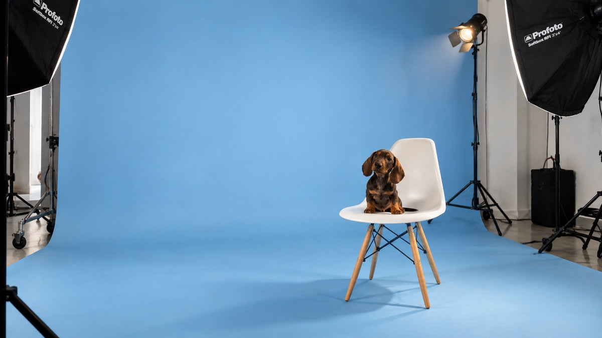 Teckel assis sur une chaise dans le studio photo Doggies Studio, fond bleu