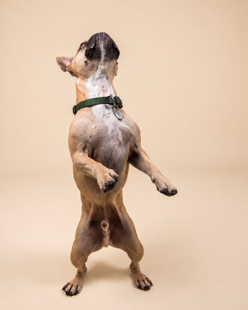 Bouledogue français debout sur ses pattes arrière, fond beige, en studio