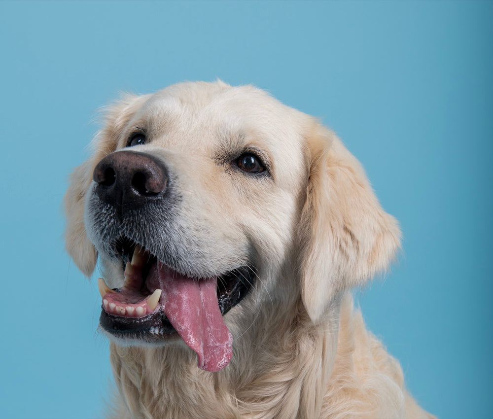 Golden retriever langue sortie sur fond bleu, en studio